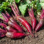 Potagères - Betterave Potagère Cylindra - BIO - face recto